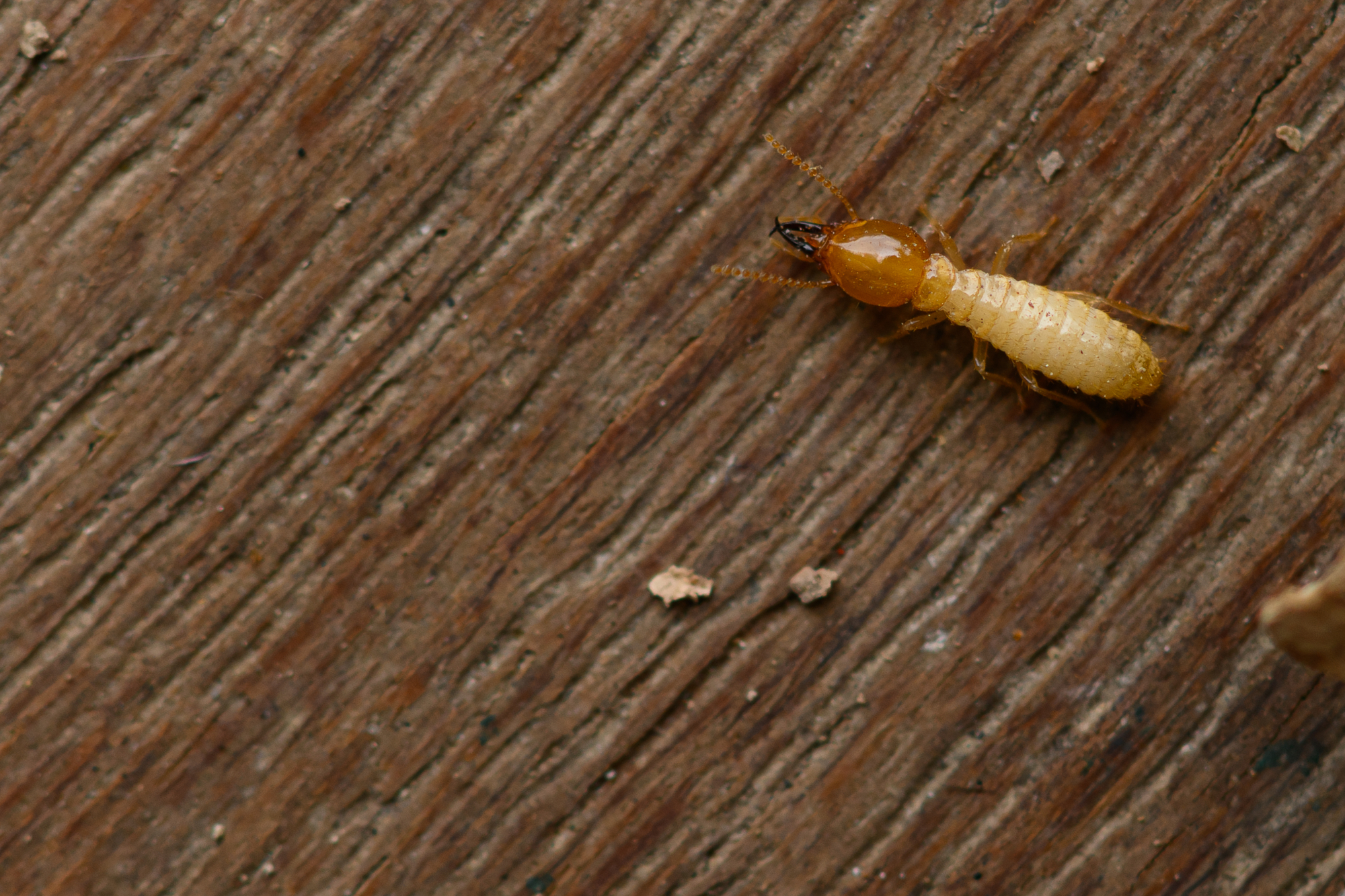 Termite Inspection SErvices